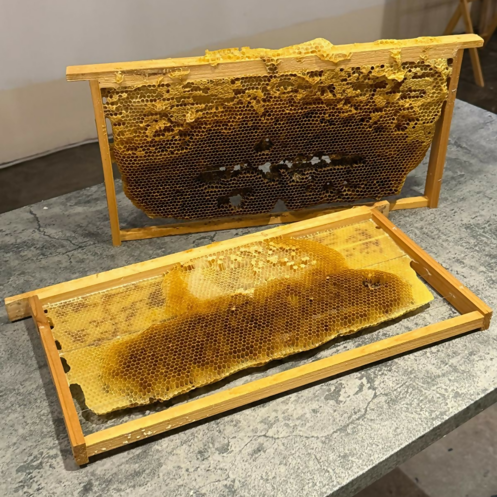 天然蜂蠟 Beeswax_ed