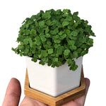 【Grow Something】微型菜種植套裝 Microgreen Growing Kit