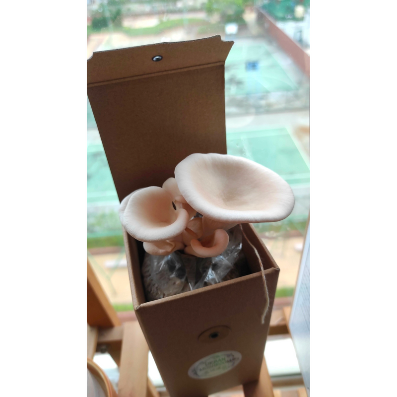 【香城遺菇 Urban Mushroom】奇趣種菇包