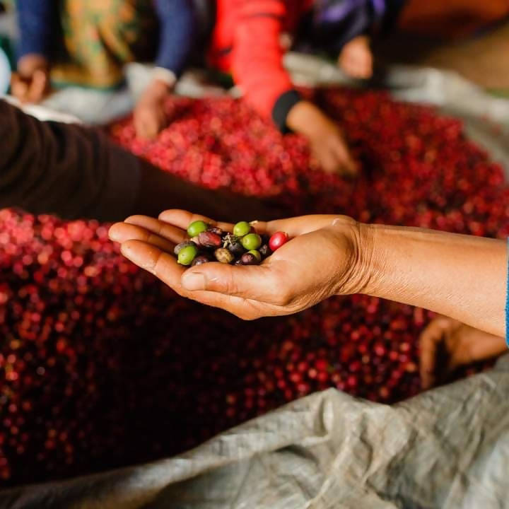 【好·物 Craving Good】甜蜜送禮套裝 (吉爾吉斯白蜂蜜+掛耳咖啡包/蜜香紅茶) Sweet Gift Box Set